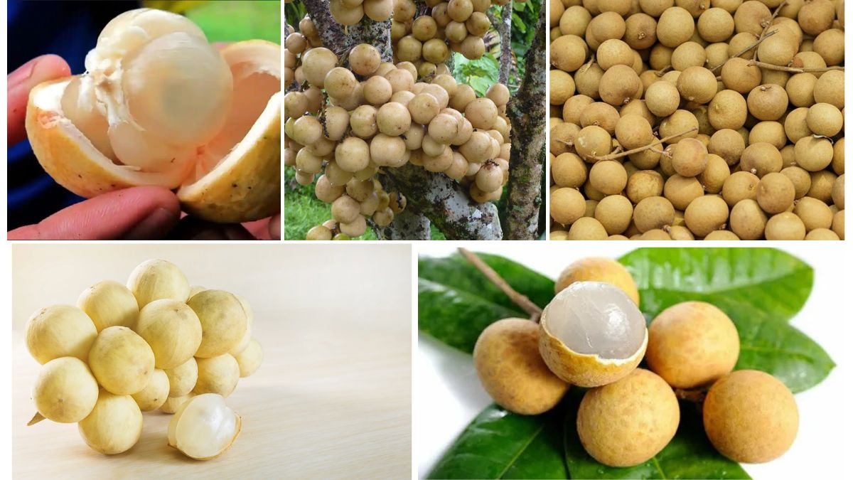 Leading Countries in Langsat Fruit Production