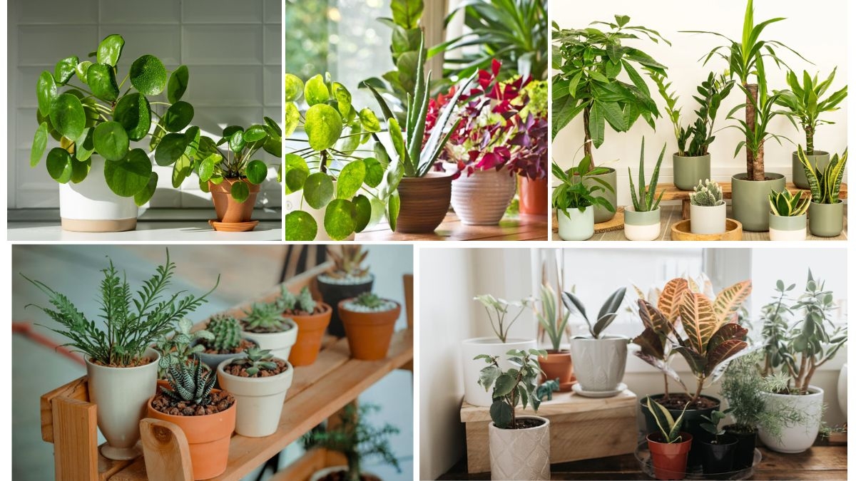 Indoor Plants That Attract Positive Energy
