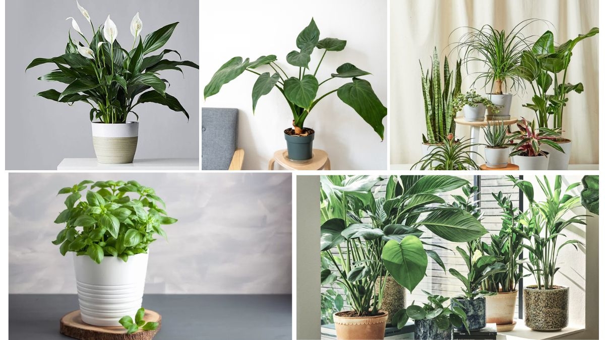 Spiritual Plants to Grow in Your Home Garden