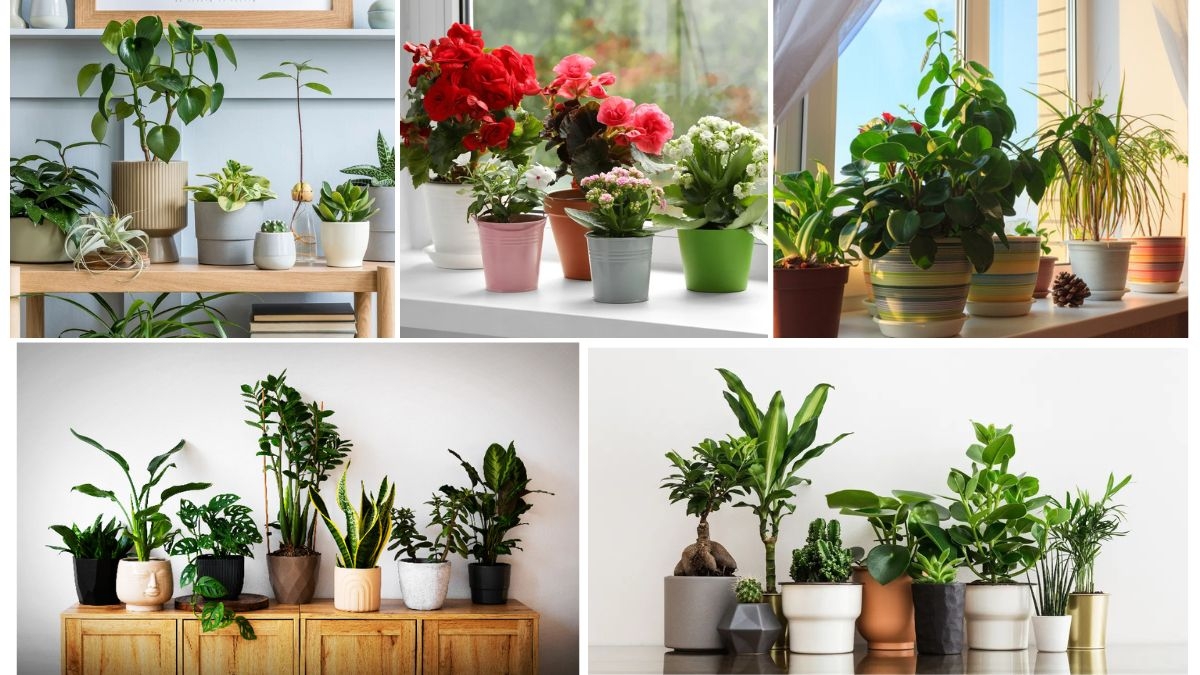 Vastu-Friendly Plants for Indian Homes: Bring Prosperity, Health, and Positive Energy