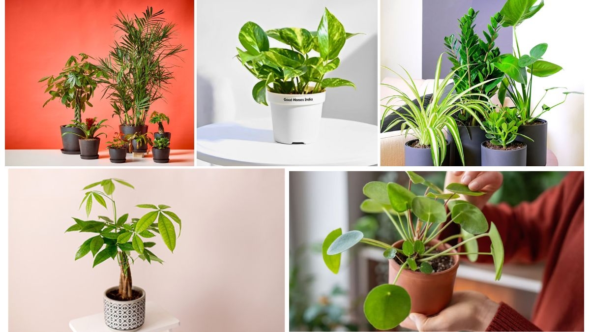 Which Plants Represent Prosperity and Fortune?