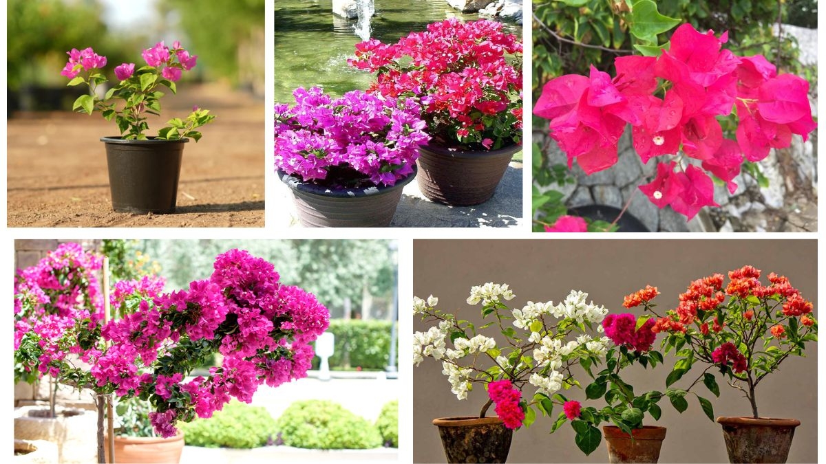How Do You Grow Bougainvillea in a Container?
