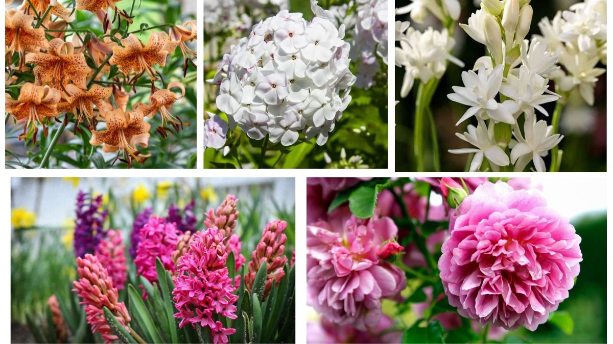 What Are the Most Fragrant Garden Flowers?