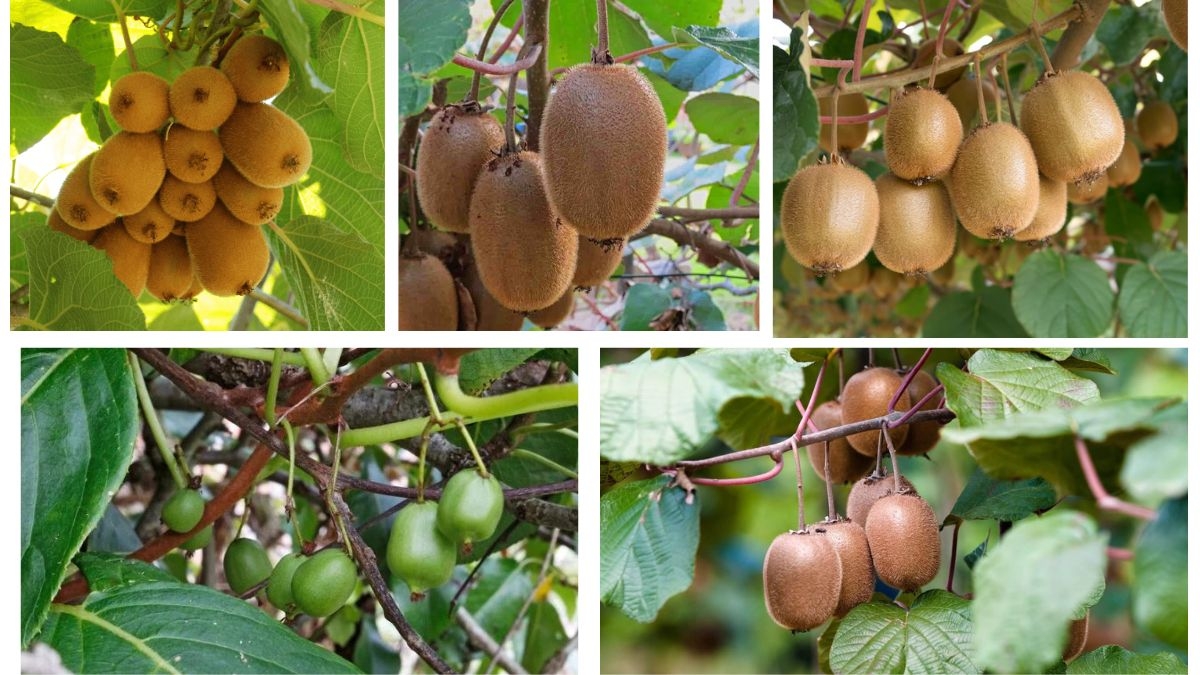 How Often Should You Water a Kiwi Plant