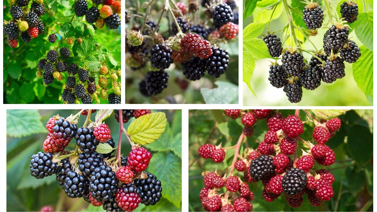 How Often Should You Water a Blackberry Plant