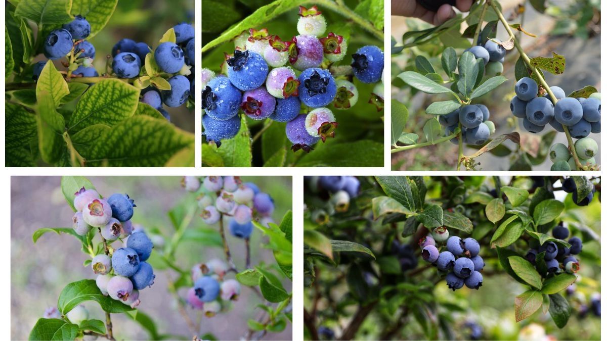 How Often Should You Water a Blueberry Plant