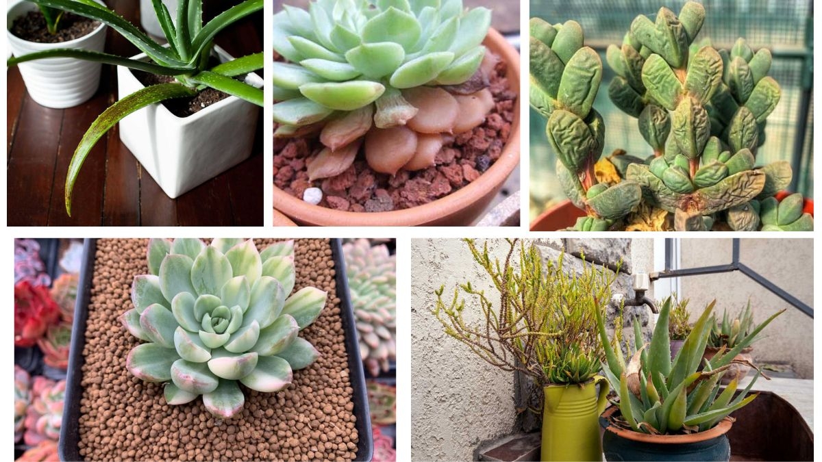 What Are the Signs of Overwatered Succulents?