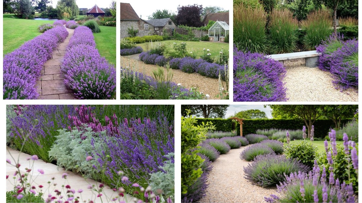 Why Should You Plant Lavender Along Garden Paths?