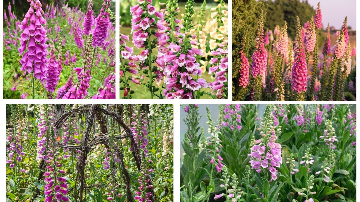 Where Can You Plant Foxgloves Safely?