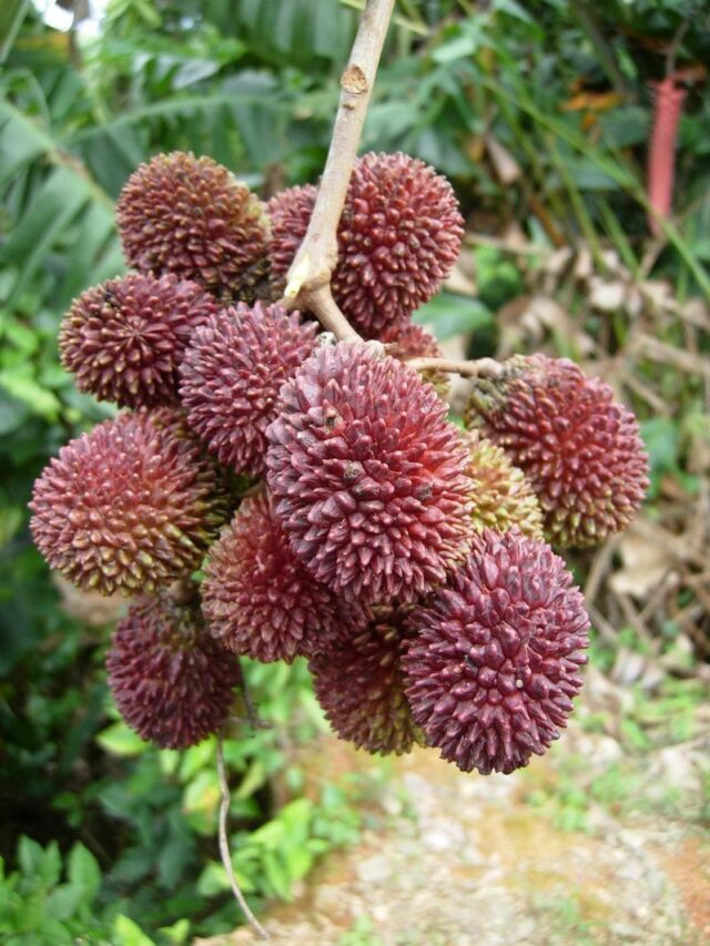 Which Country Grows the Most Pulasan Fruit in the World?
