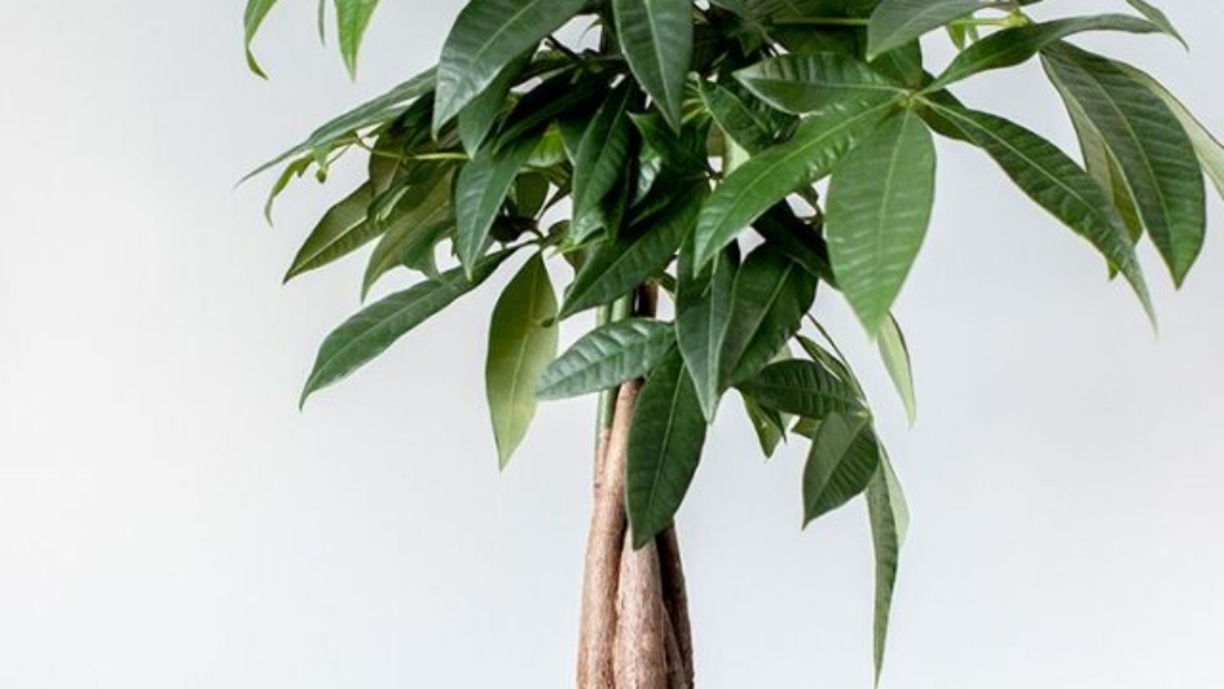 TheSpruce1-0cdbe5809c914e25b1d24b0122f39c11 (1)