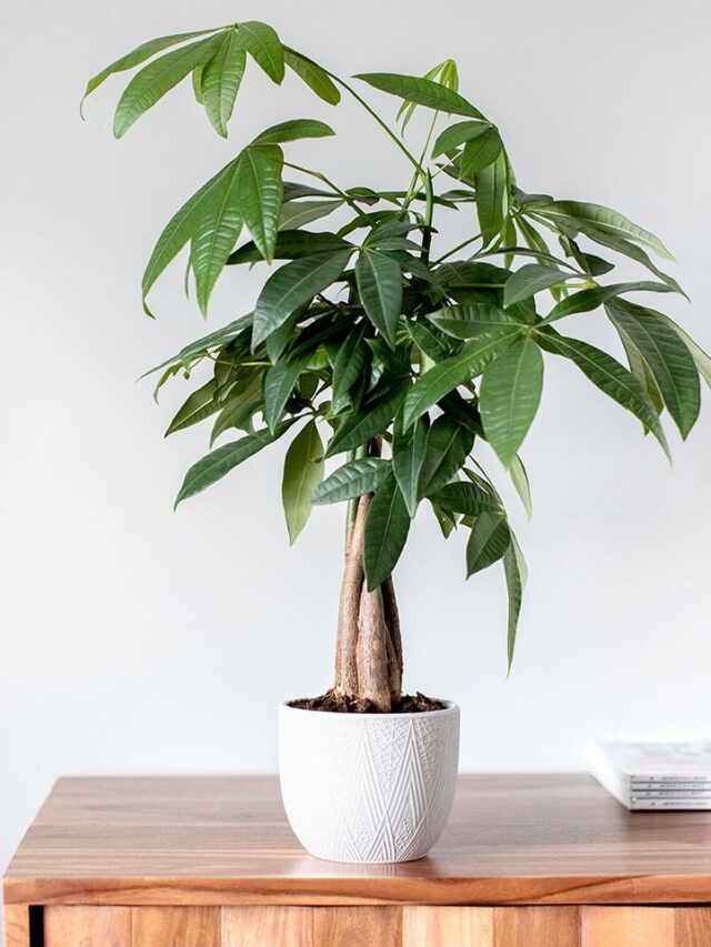How to Grow and Care for a Money Tree Plant for Wealth and Health