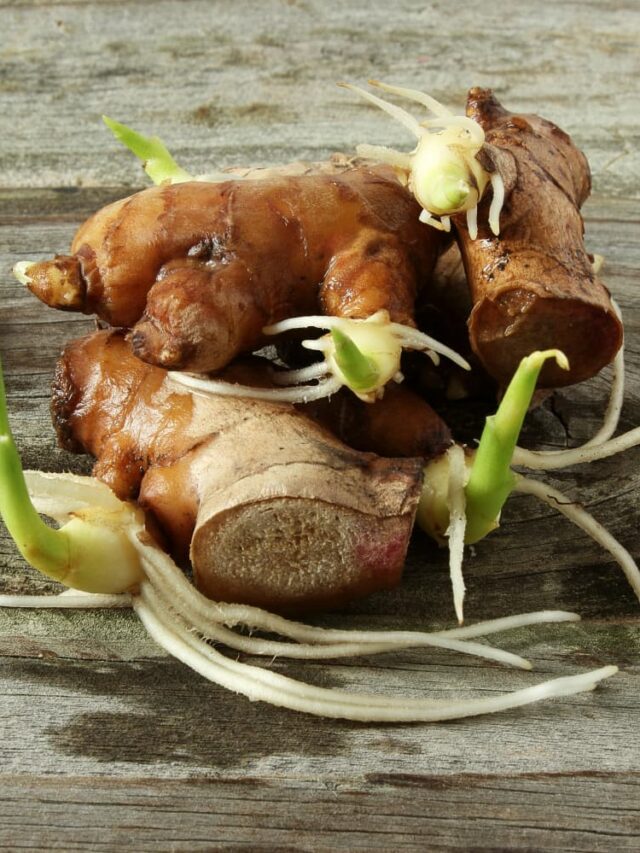 How to Grow Fresh Ginger Root Easily at Home