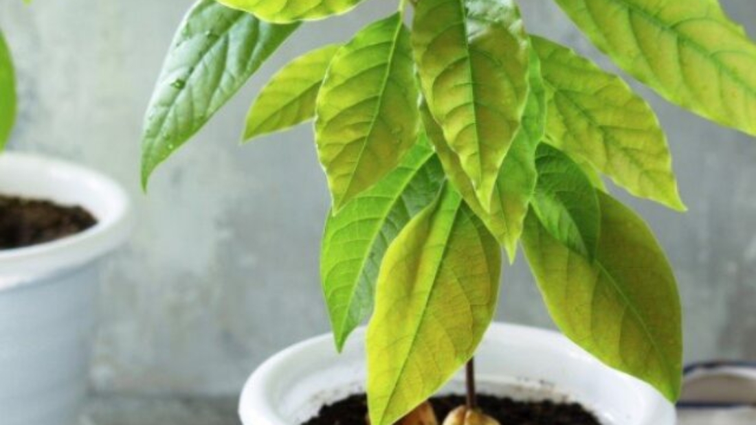 avocado-plant