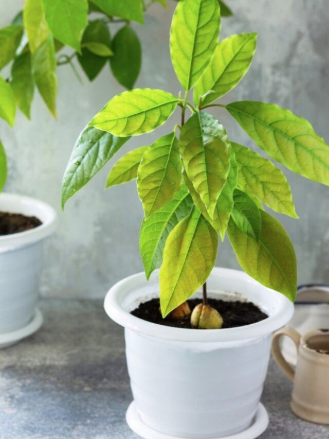 Grow an Avocado Tree from Seed: Simple Steps to Start