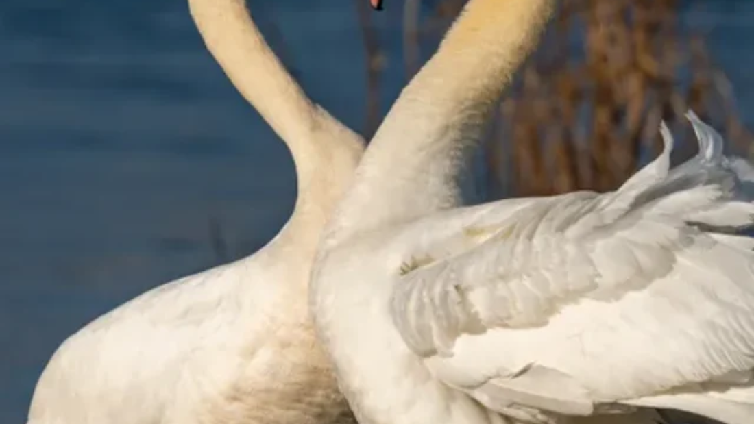 birds-that-mate-for-life