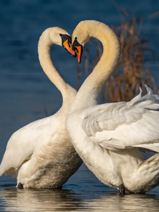 10 Birds That Represent Love and Loyalty in Nature