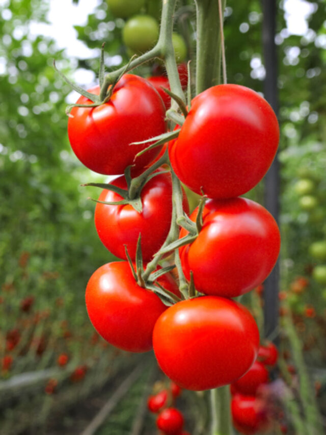 Top Tomato Exporter Globally: Which Country Holds the Title?