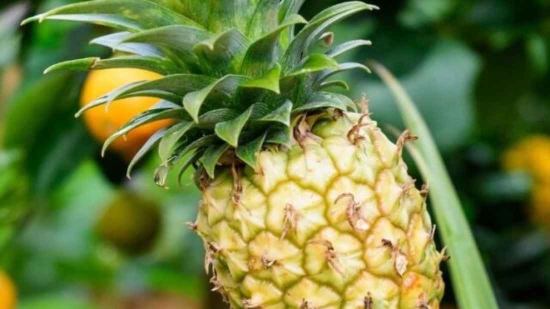 pineapple-growing-garden (1)