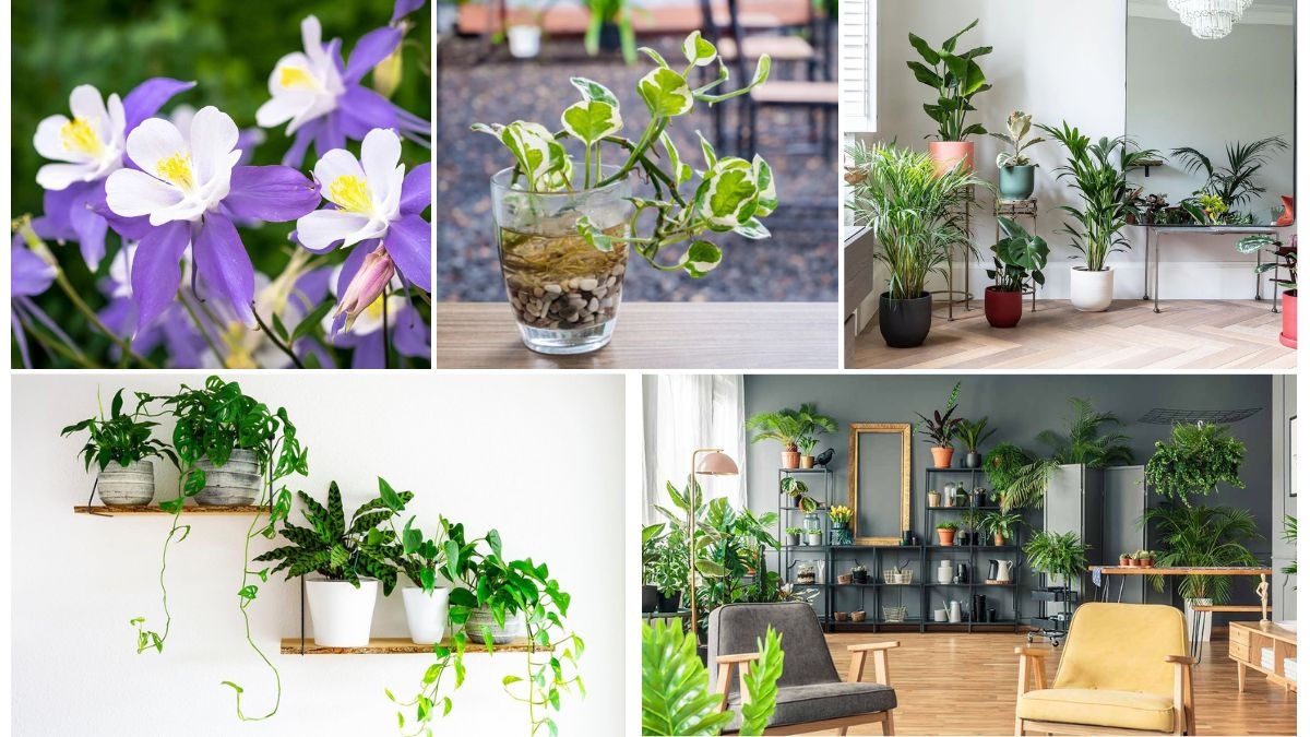 Fast-Growing Plants That Thrive in Low Light