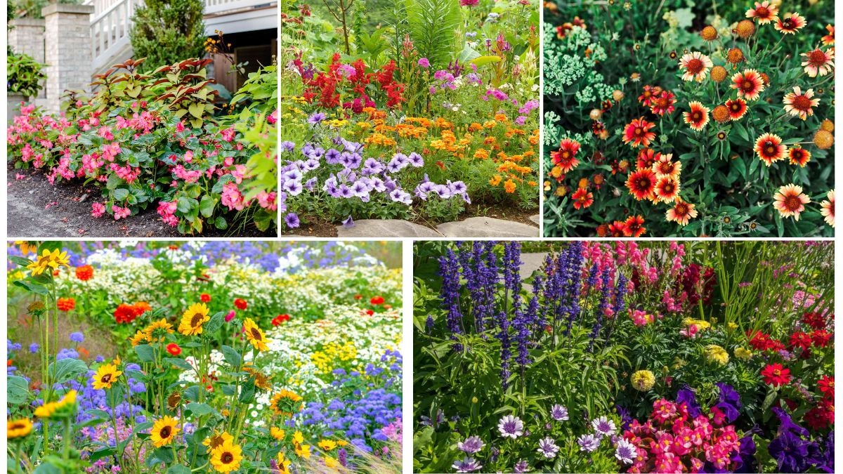 Colorful Perennials for Garden Corners