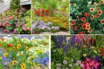 Colorful Perennials for Garden Corners