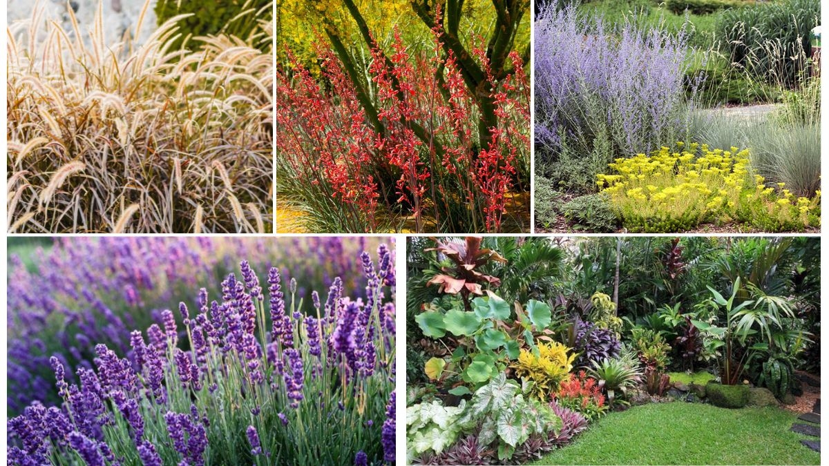Drought-Tolerant Plants for Indian Gardens