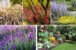 Drought-Tolerant Plants for Indian Gardens