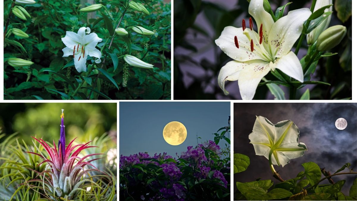 Moon Garden Plants That Glow in the Dark