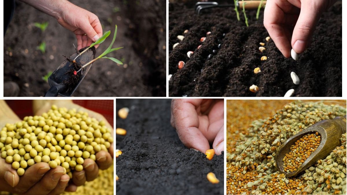 When to Sow Seeds for Maximum Yield