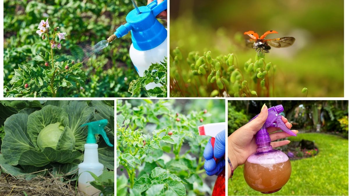 Home-Made Sprays to Repel Garden Bugs