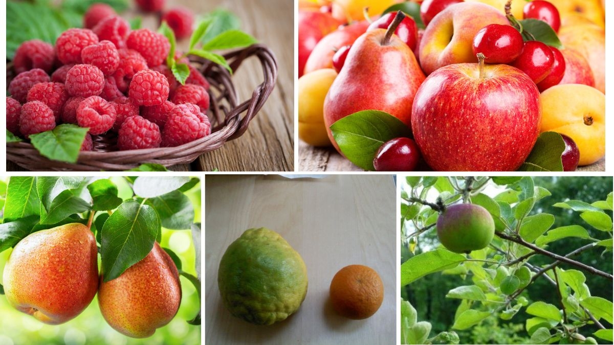 Cross-Pollination Effects on Fruit Shape