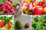 Cross-Pollination Effects on Fruit Shape