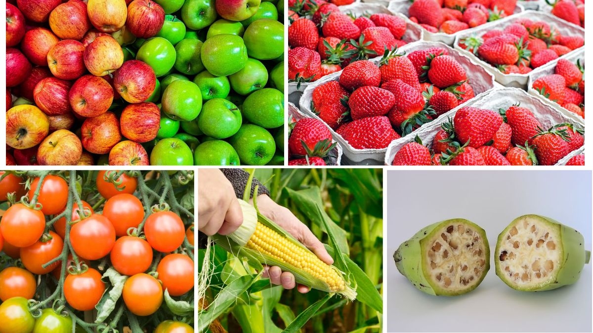 Genetic Modification in Modern Fruit Farming