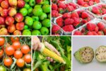 Genetic Modification in Modern Fruit Farming