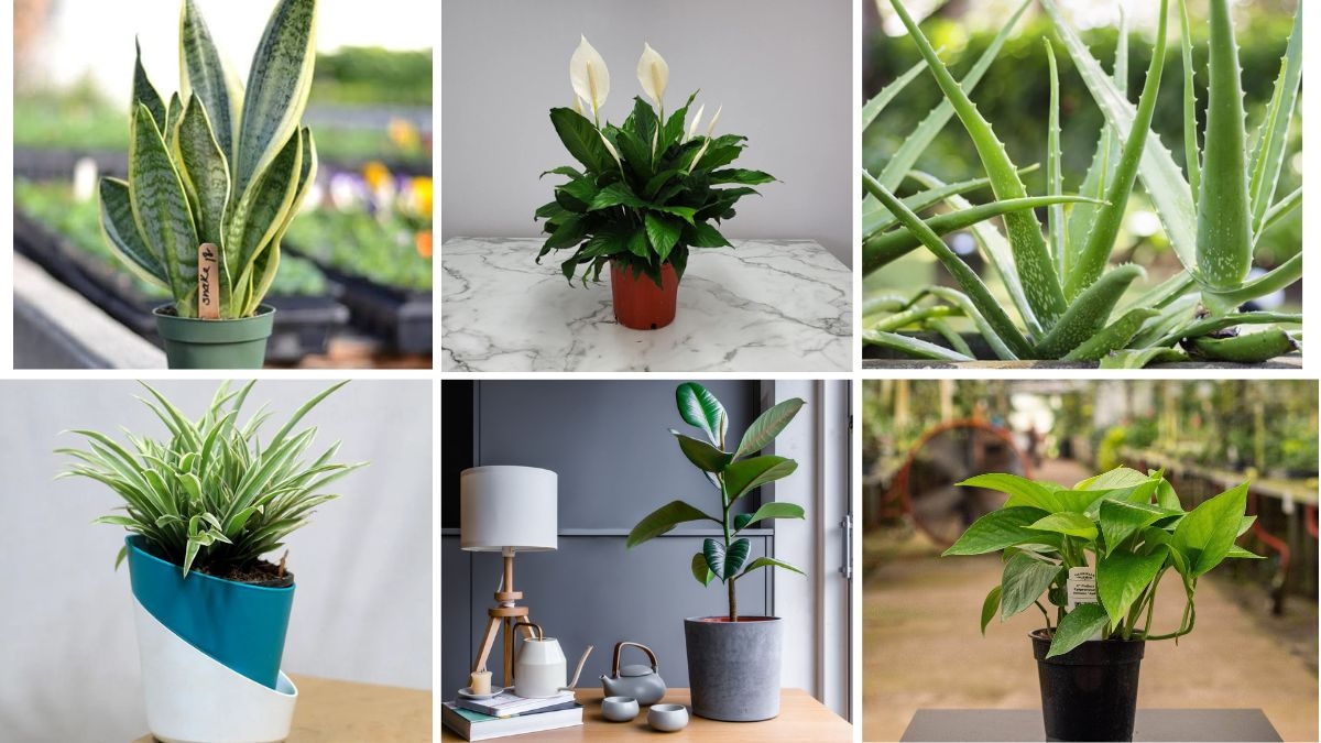 7 Air-Purifying Plants That Thrive Indoors