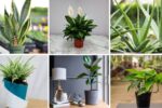 7 Air-Purifying Plants That Thrive Indoors