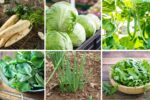 6 Fast-Growing Vegetables for Quick Harvests