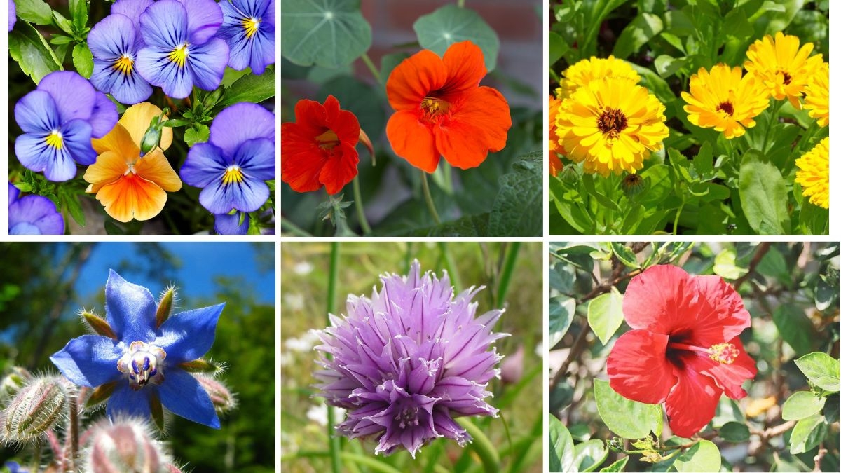 7 Edible Flowers That Taste as Good as They Look