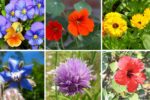 7 Edible Flowers That Taste as Good as They Look