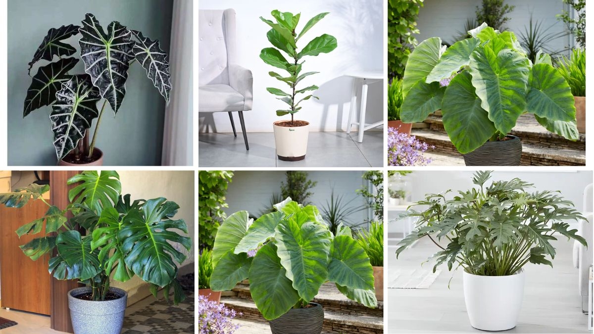 6 Beautiful Indoor Plants with Big Bold Leaves