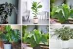 6 Beautiful Indoor Plants with Big Bold Leaves