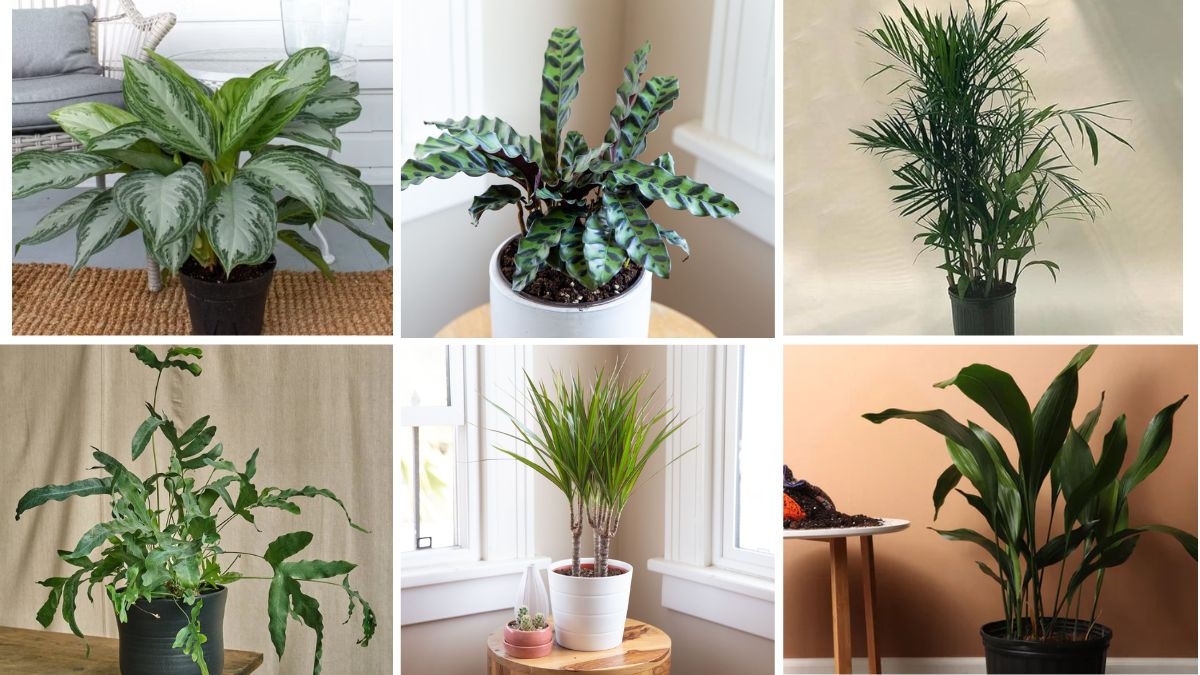 6 Rare Air-Purifying Plants to Beautify Your Home