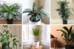 6 Rare Air-Purifying Plants to Beautify Your Home