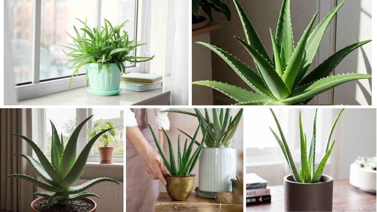 How to Start Growing Aloe Vera Indoors