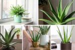 How to Start Growing Aloe Vera Indoors