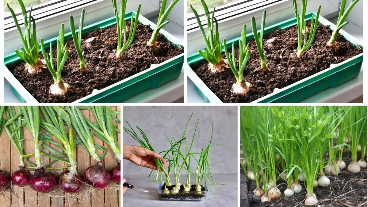 How to Start Growing Onions at Home