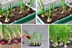 How to Start Growing Onions at Home