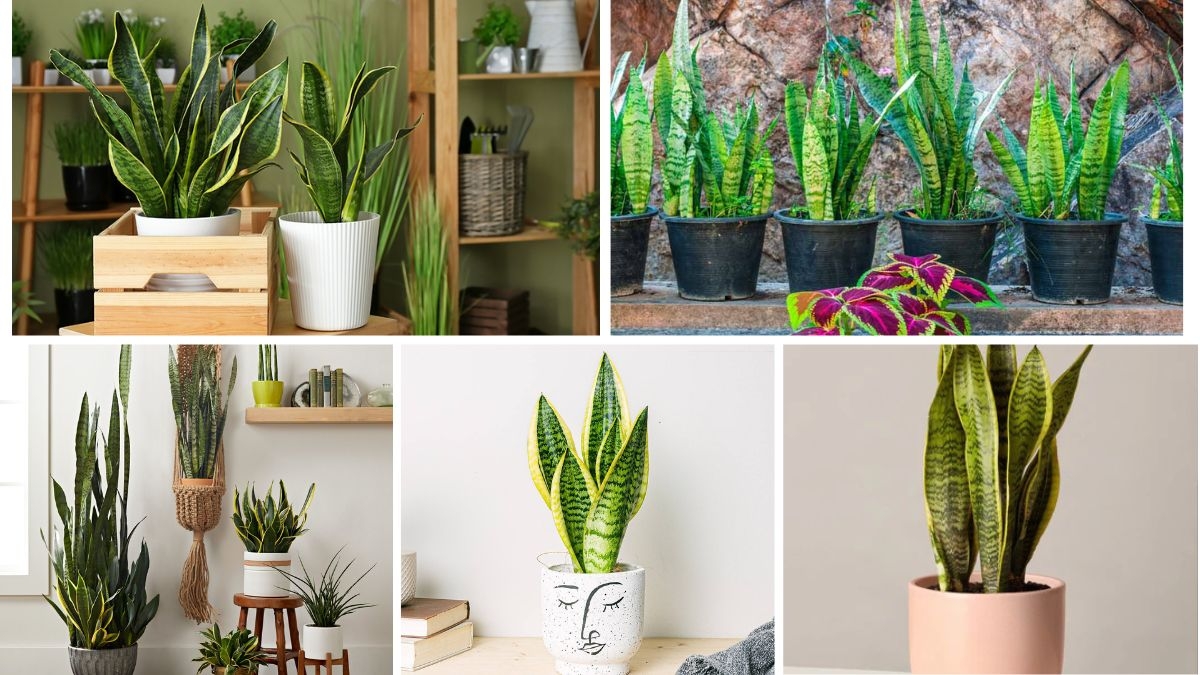 How to Care for Snake Plants Like a Pro