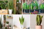 How to Care for Snake Plants Like a Pro